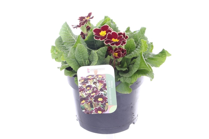 <h4>Primula elatior Veristar Wine Rose Silver Laced</h4>