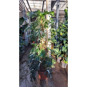 Monstera Variegata