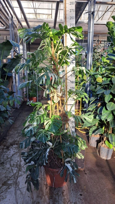 <h4>Monstera Variegata</h4>