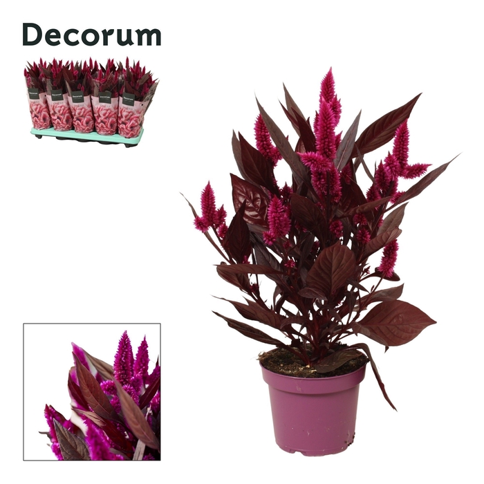 <h4>Celosia 'Mystic Shades' with sleeve | Decorum</h4>