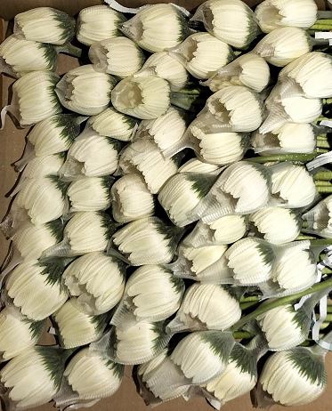 <h4>Gerbera White</h4>