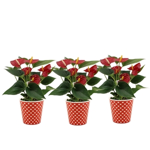 Anthurium Diamond Red in Heart smartcup