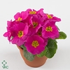 Primula ac. 'Salome Rose'