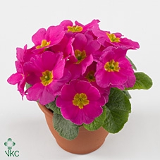 Primula ac. 'Salome Rose'