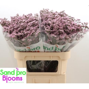 Limonium Safora Oshi Pink
