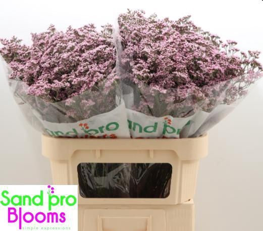 <h4>Limonium Safora Oshi Pink</h4>