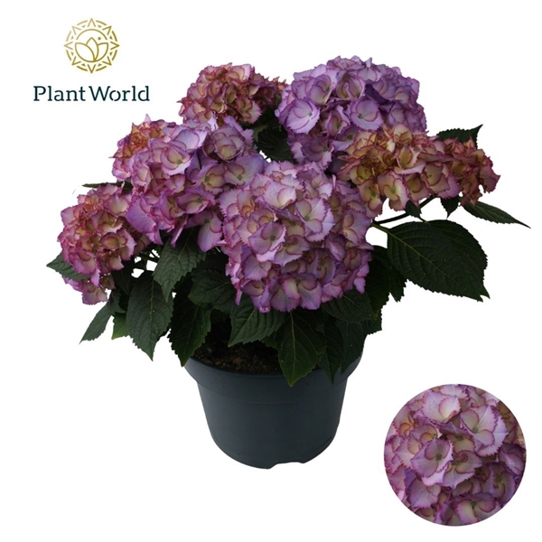 <h4>Hydrangea Bol Ave Blue (Specialty)</h4>