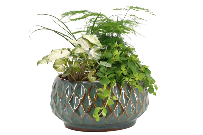 <h4>ARR KAMERPLANTEN H%</h4>