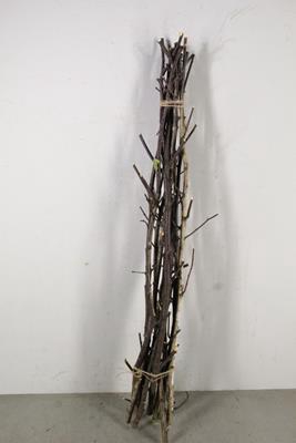 Birch Stem Branched 100cm(10pc