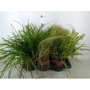 Carex   ...mix