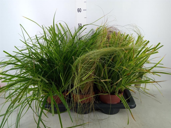 <h4>Carex   ...mix</h4>