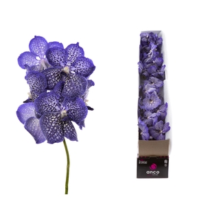 Vanda Sunanda Sapphire