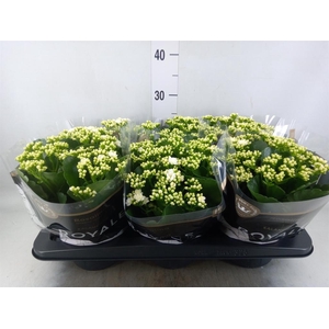 Kalanchoe blos. 'RosDon Dione'