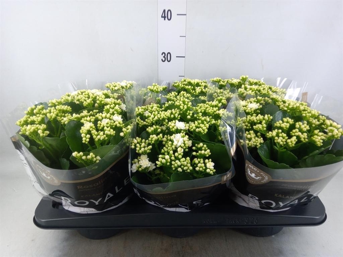 <h4>Kalanchoe blos. 'RosDon Dione'</h4>