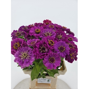 ZINNIA ELEGANS PURPLE