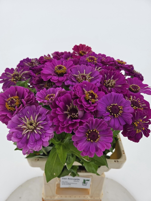 <h4>ZINNIA ELEGANS PURPLE</h4>