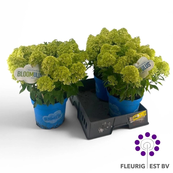 <h4>HYDR PA BLOOM FLUFFA</h4>