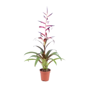 Tillandsia Mora