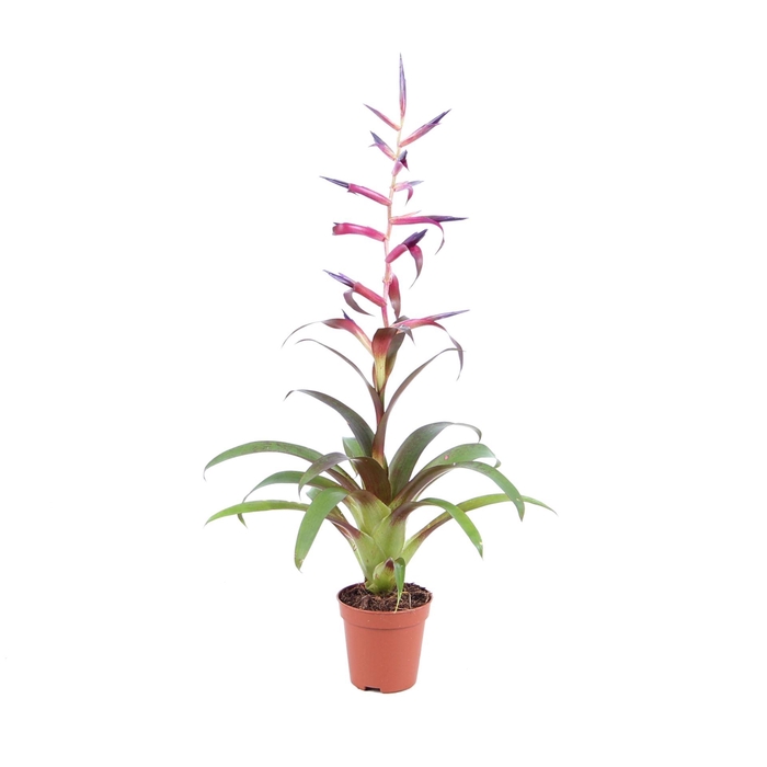<h4>Tillandsia Mora</h4>