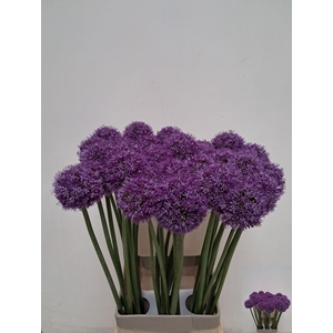 ALLIUM GROOTBLOEMIG
