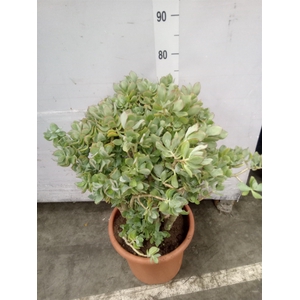 Crassula arborescens
