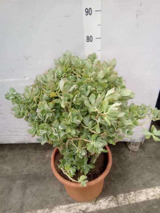 <h4>Crassula arborescens</h4>