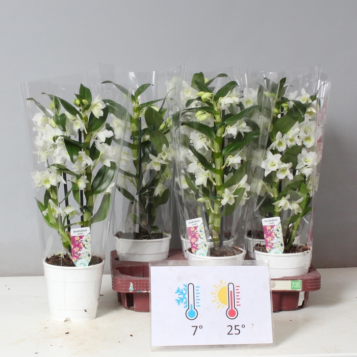 <h4>DENDR N SC APOLLON</h4>