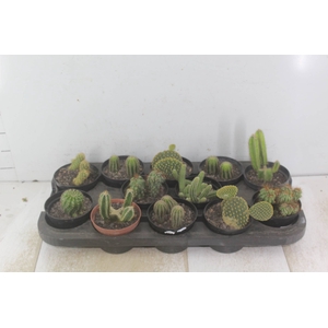 CACTUS VARIADO P11