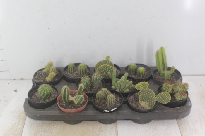 <h4>CACTUS VARIADO P11</h4>