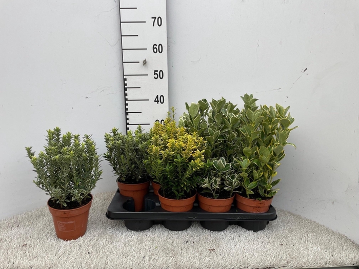<h4>EUONYMUS JAP GEM</h4>
