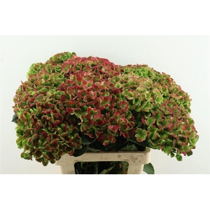 Hydr M. Cl. Coral Red 65-18
