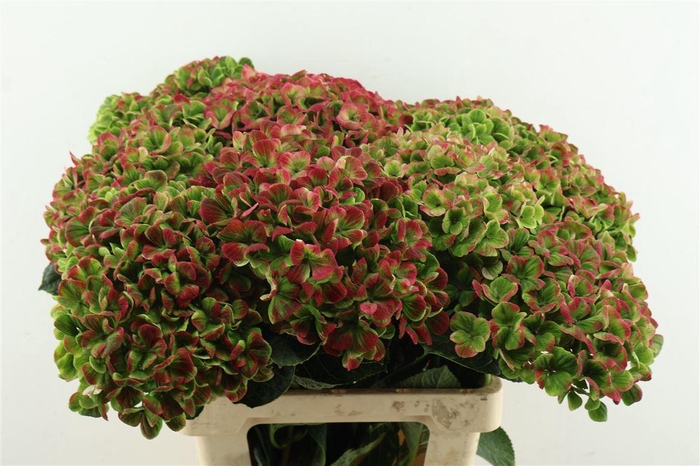 <h4>Hydr M. Cl. Coral Red 65-18</h4>