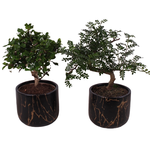 <h4>Bonsai Indoor Mix Ø12cm Mix B/S Shape in Ø 14cm Ceramic PL469</h4>