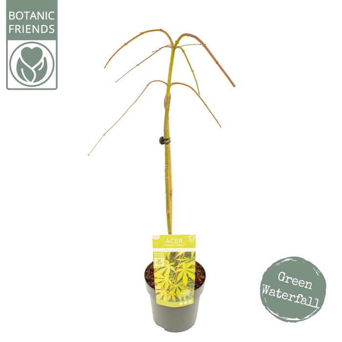 <h4>Acer palm. 'Cascade Emerald' ®</h4>