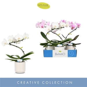 Balletto Mix 1 spike in Lazio White