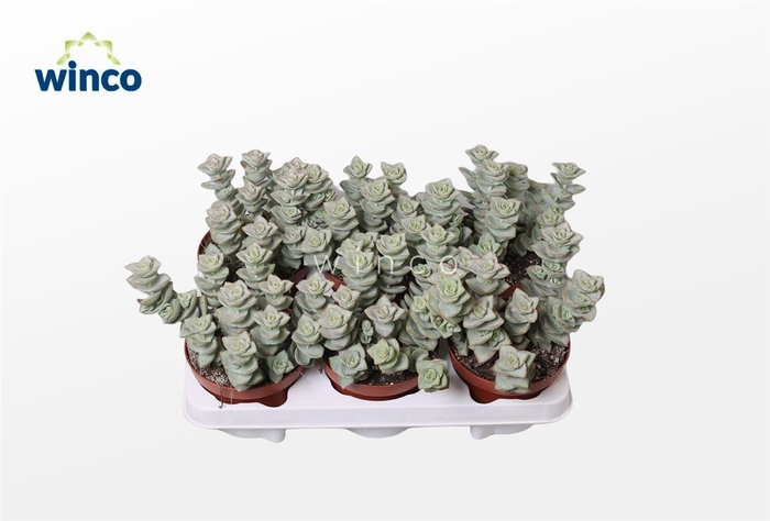 <h4>Crassula Perforata Azul</h4>