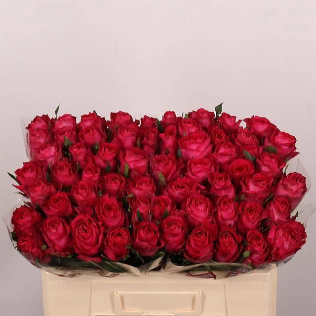 <h4>R GR MADAM CERISE</h4>