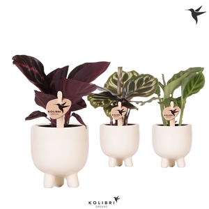 Kolibri Greens Calathea mix in Gummy pot travertine