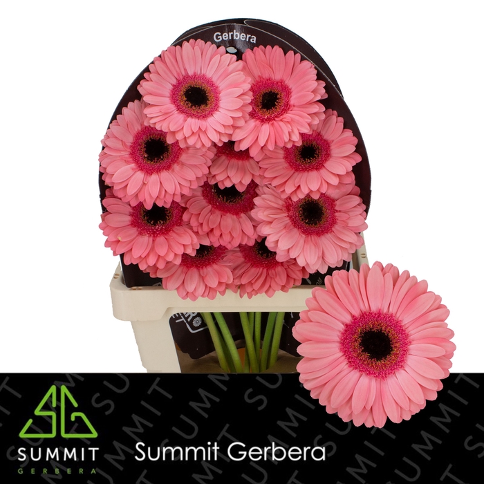 <h4>Gerbera Debut Flowerracket</h4>