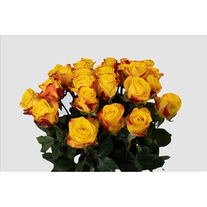 Rosa ec summerlight
