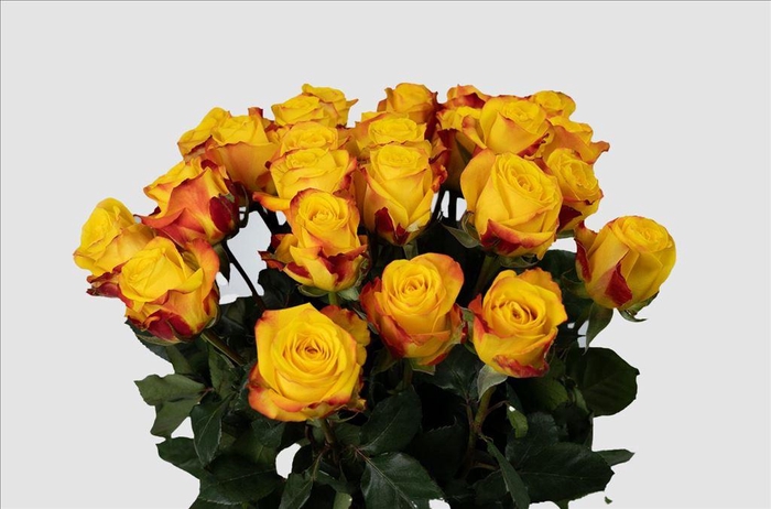 <h4>Rosa ec summerlight</h4>
