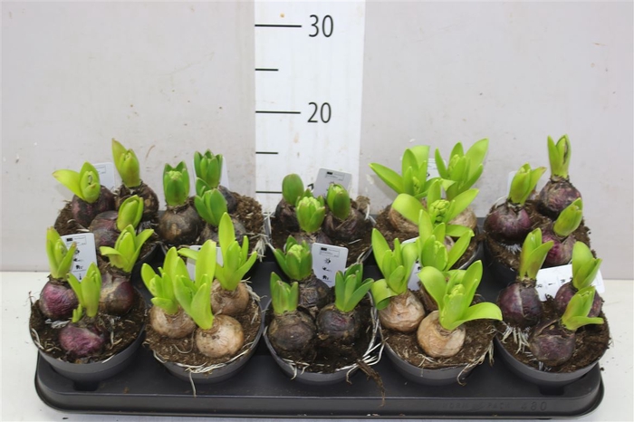 <h4>Hyacinthus Gemengd 3pp</h4>