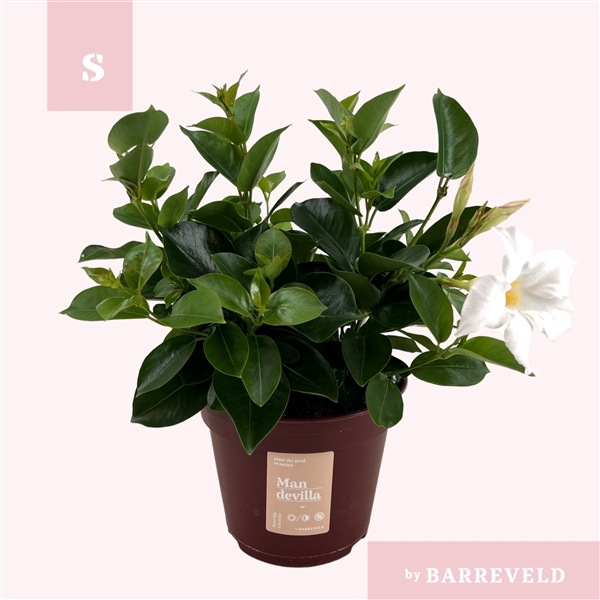 <h4>Mandevilla 'Zomerville' struik wit</h4>