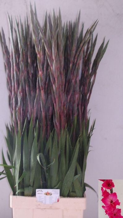 <h4>GLAD GR FAIRYTA PINK</h4>