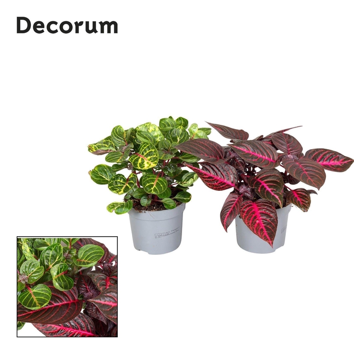 <h4>Iresine Herbstii 13cm Mix 2 kleuren Decorum</h4>