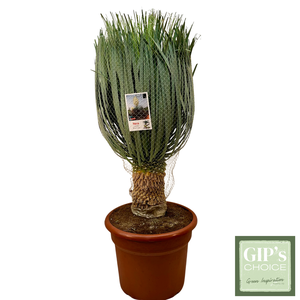 Yucca rostrata 'Blue Swan' 80/100 35Ltr