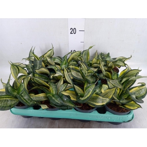 Sansevieria trifa. 'Hahnii'