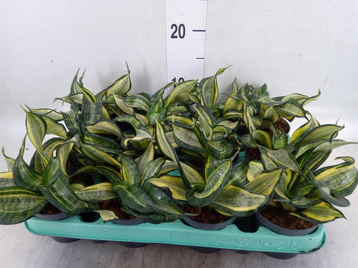 <h4>Sansevieria trifa. 'Hahnii'</h4>