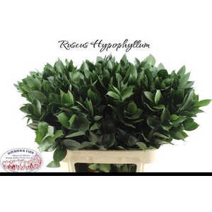 RUSCUS HYPOPHYLLUM