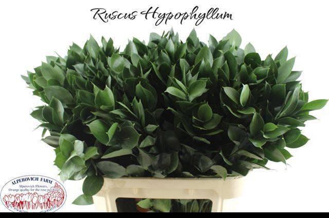 <h4>RUSCUS HYPOPHYLLUM</h4>